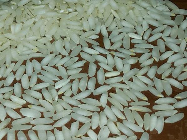 قیمت برنج چمپا معطر + خرید و فروش
