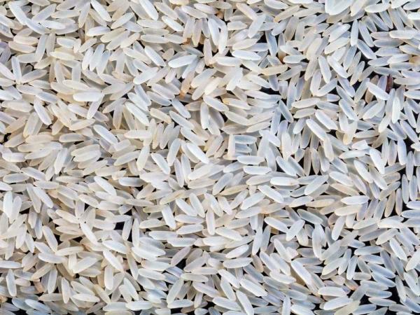 مشخصات برنج چمپا اصفهان