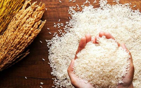 مشخصات برنج محلی کامفیروز