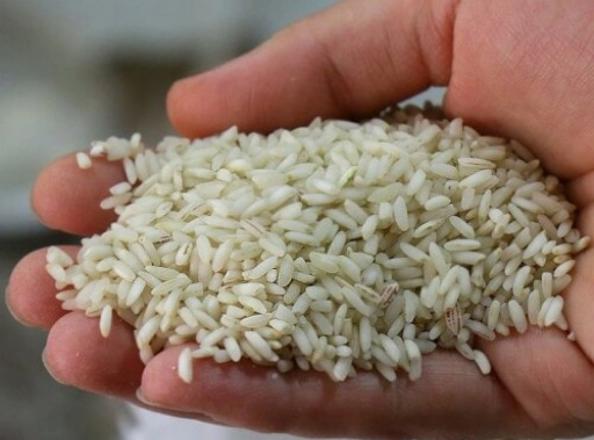 برنج چمپا اصل