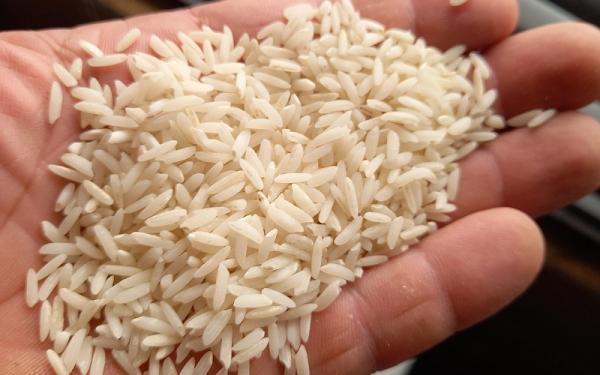 خرید برنج شیرودی تالش