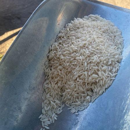 مشخصات برنج شیرودی دانه بلند