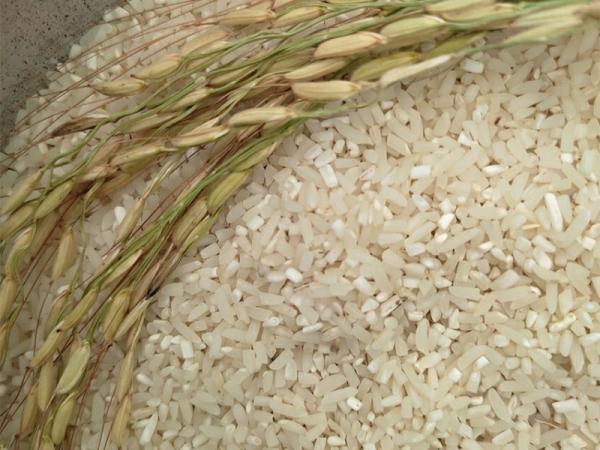 قیمت برنج نیم دانه شمال + خرید و فروش