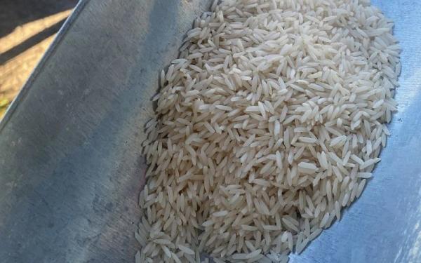 قیمت برنج محلی تالش + خرید و فروش