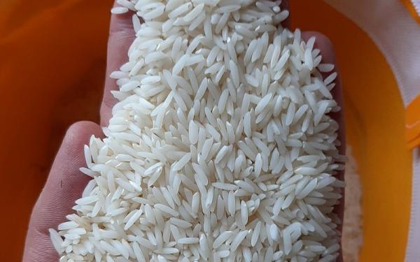 خرید برنج شیرودی ۵ کیلویی