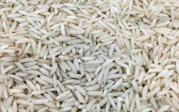 مشخصات برنج شیرودی تالش