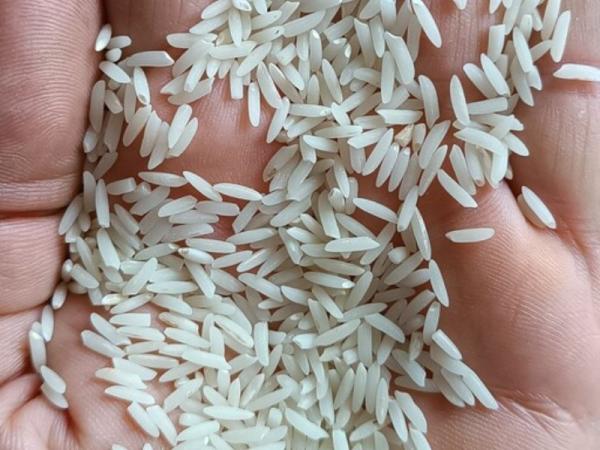 مشخصات برنج محلی گیلان