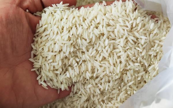 قیمت برنج طارم سنگی + خرید و فروش