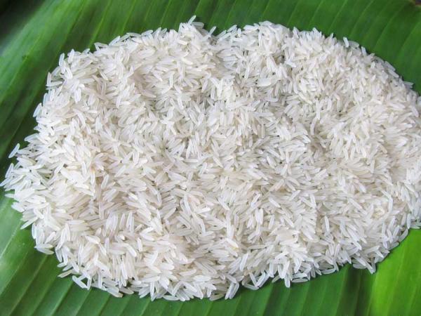 خرید برنج هاشمی بابل