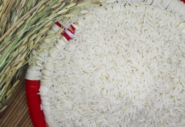 خرید برنج هاشمی لنگرود