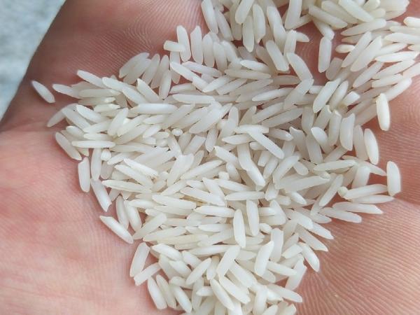 قیمت برنج هاشمی بابل + خرید و فروش