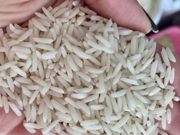 قیمت برنج میداوود رامهرمز + خرید و فروش