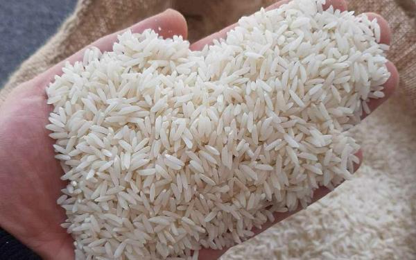 خرید برنج هاشمی رودسر
